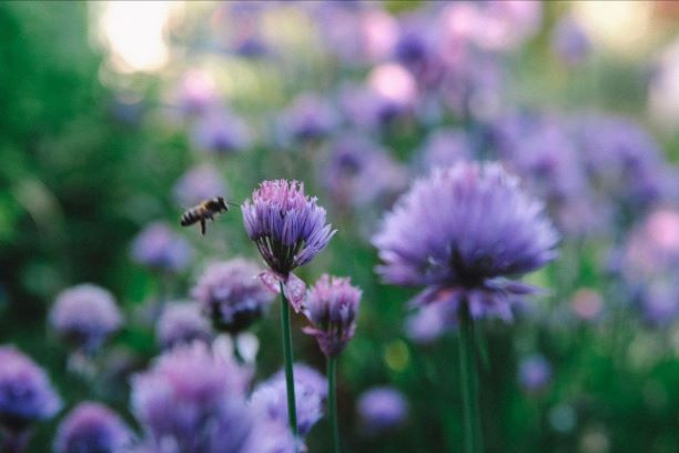 How To Create A Bee-Friendly Garden