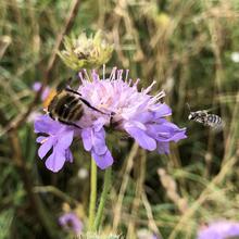 Wildflower Seeds *FREE POSTAGE*